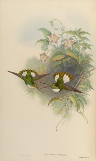 Bourciera conradi = Coeligena torquata conradii alkotó: John Gould